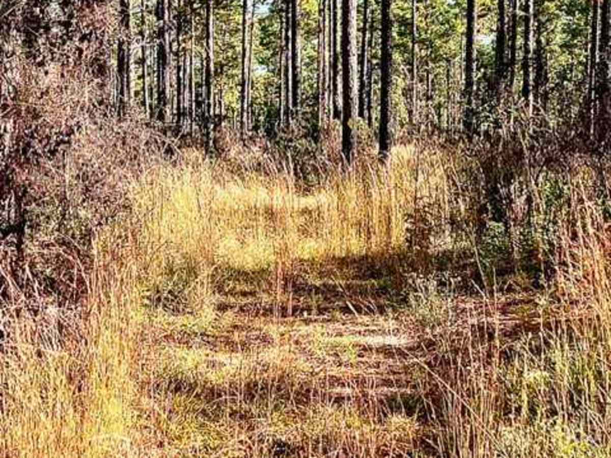 Livingston Trail photo 4