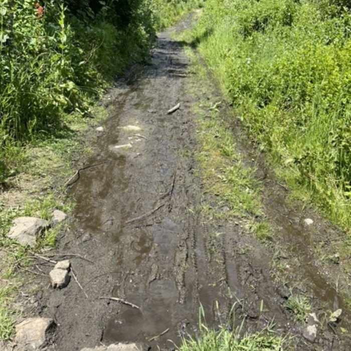 Encountered a pretty muddy section halfway up the trail in mid July Near Bicentennial Trail