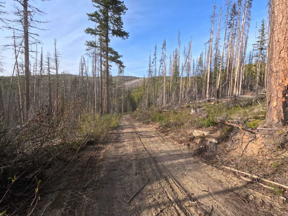 Tyee Ridge Road - FS 57 photo 5