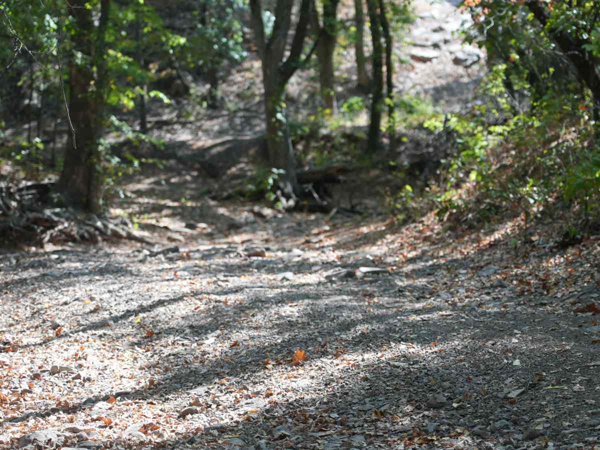 Green 53 photo 2