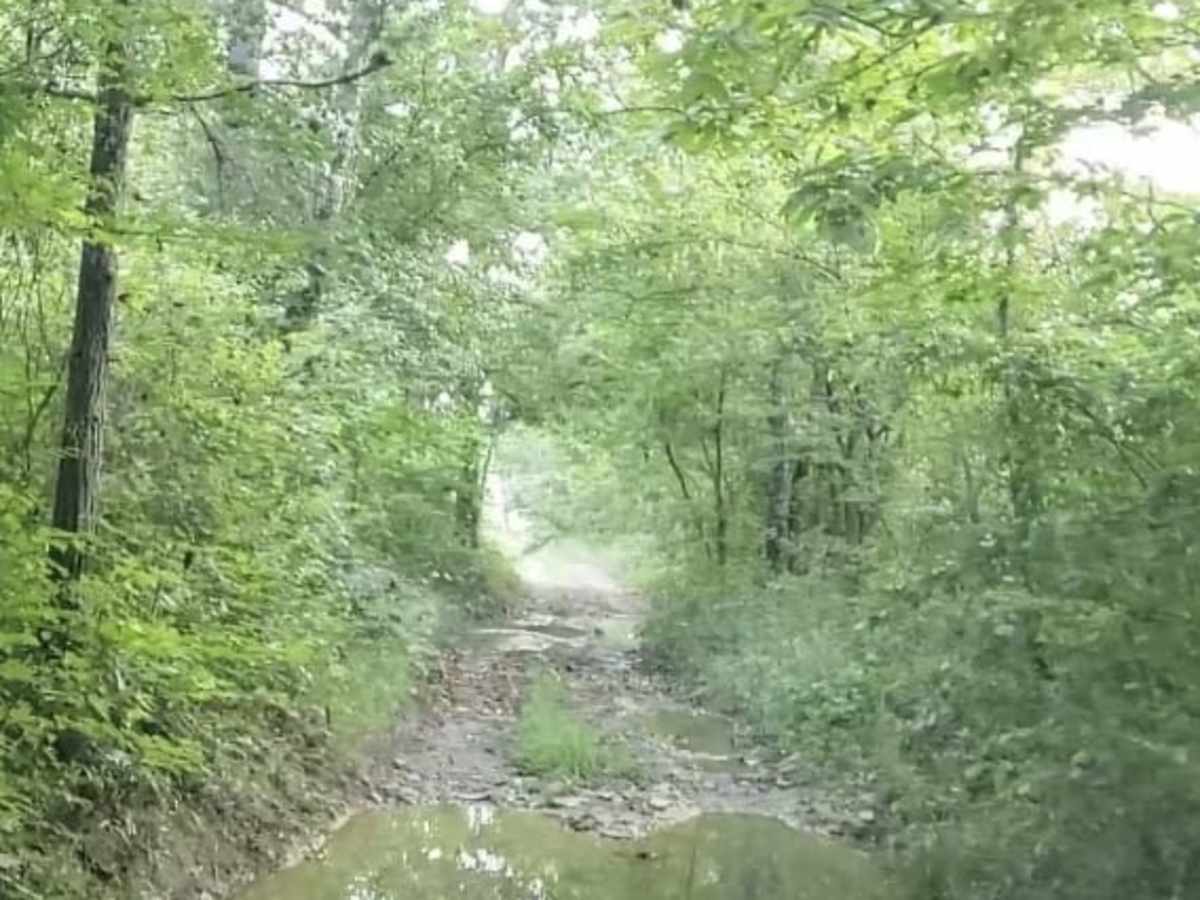 Pads Creek trail photo