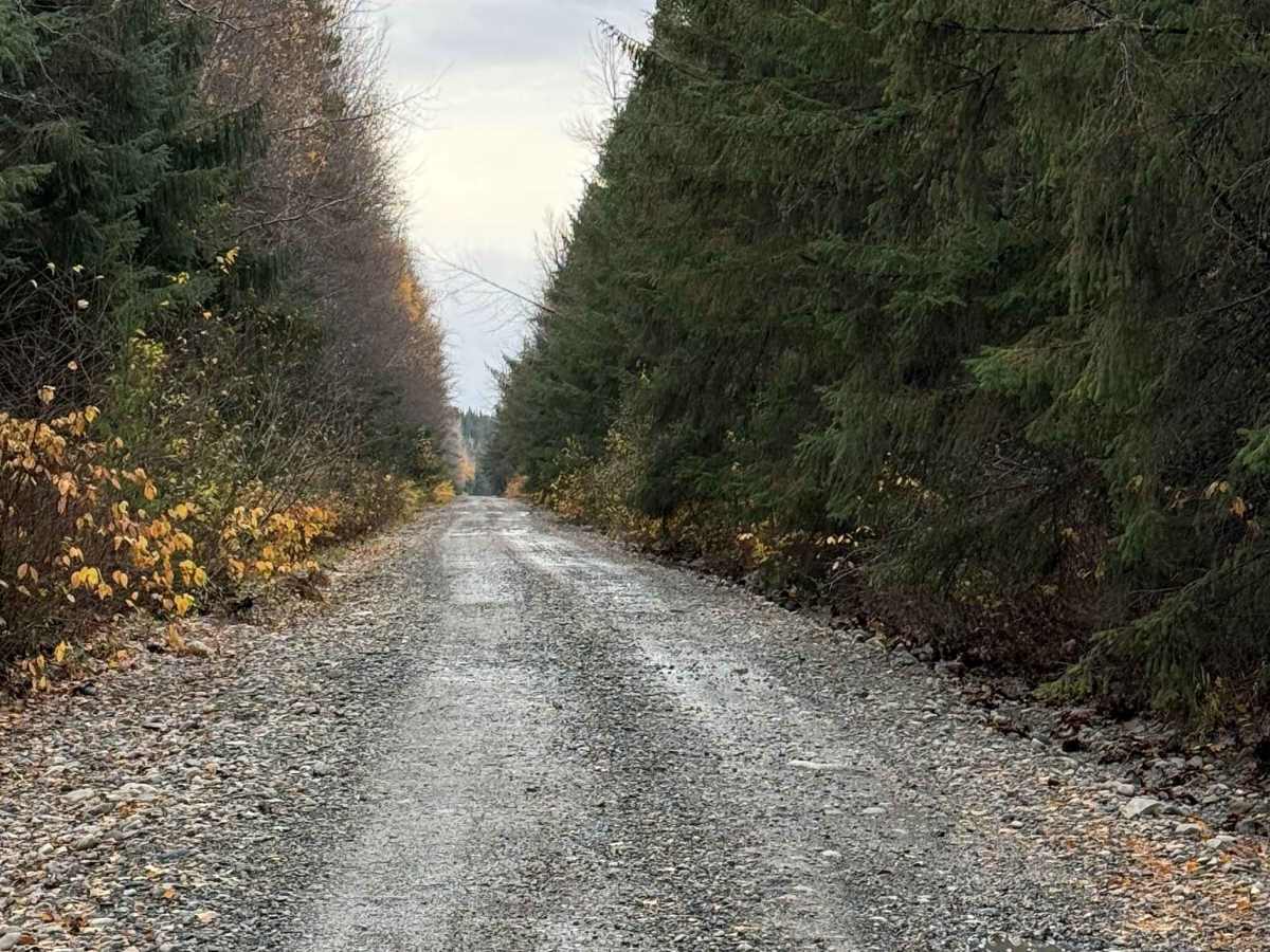 West Kalum Forest Service Road photo 6