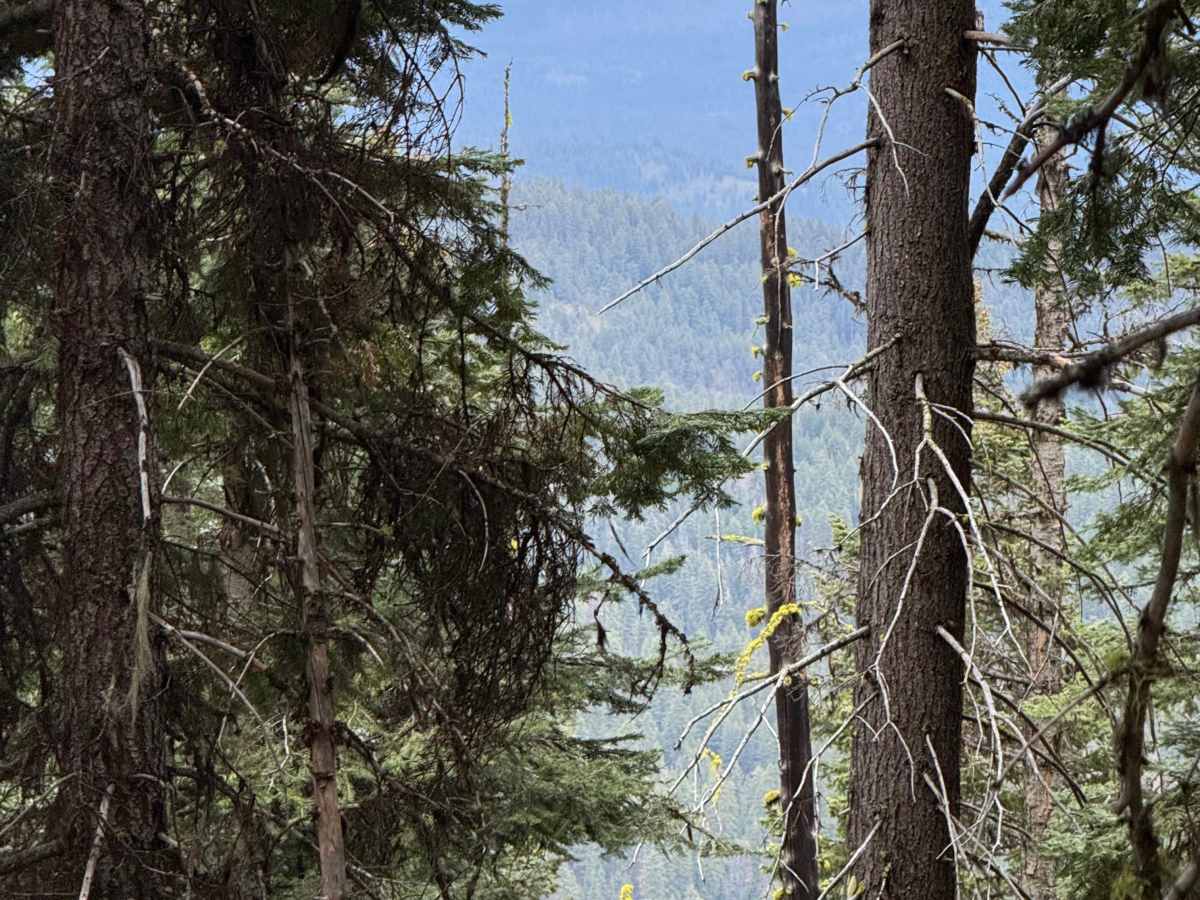 Wildcat Mountain Trail - FS 3350 photo 5