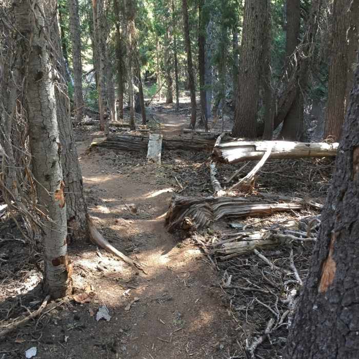 A little bike stunt along the Flagline Trail. Near Swampy Lakes Loop
