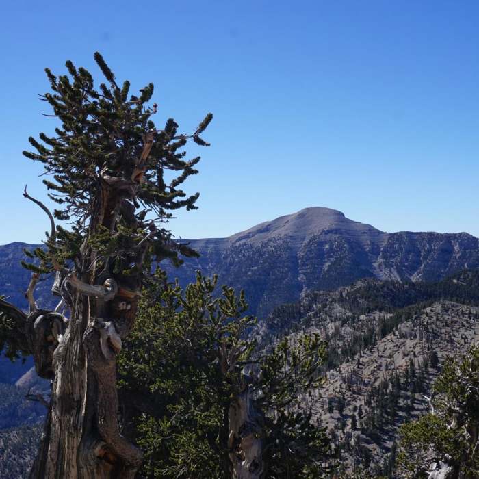 Near Mummy Mountain via Trail Canyon