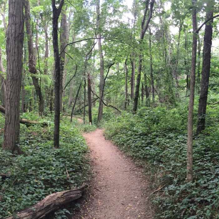 One of the interesting features on the mountain bike loop Near Maybury State Park
