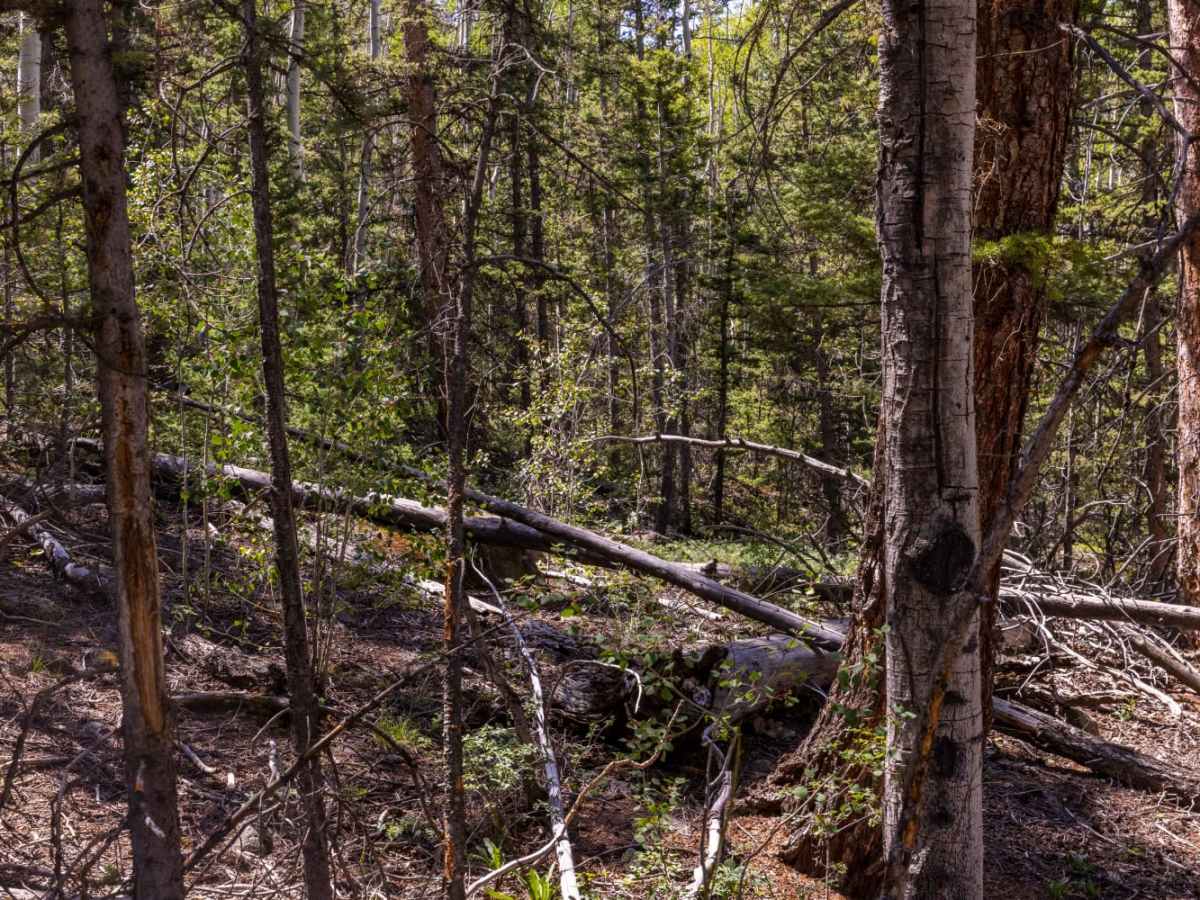 Blind Lake Trail photo 5