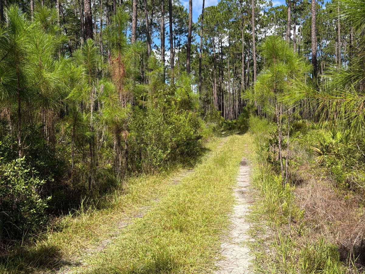 FS 24112 trail photo