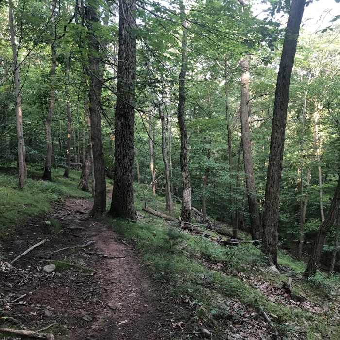 Shady on a very hot day. Near Turtleback Loop