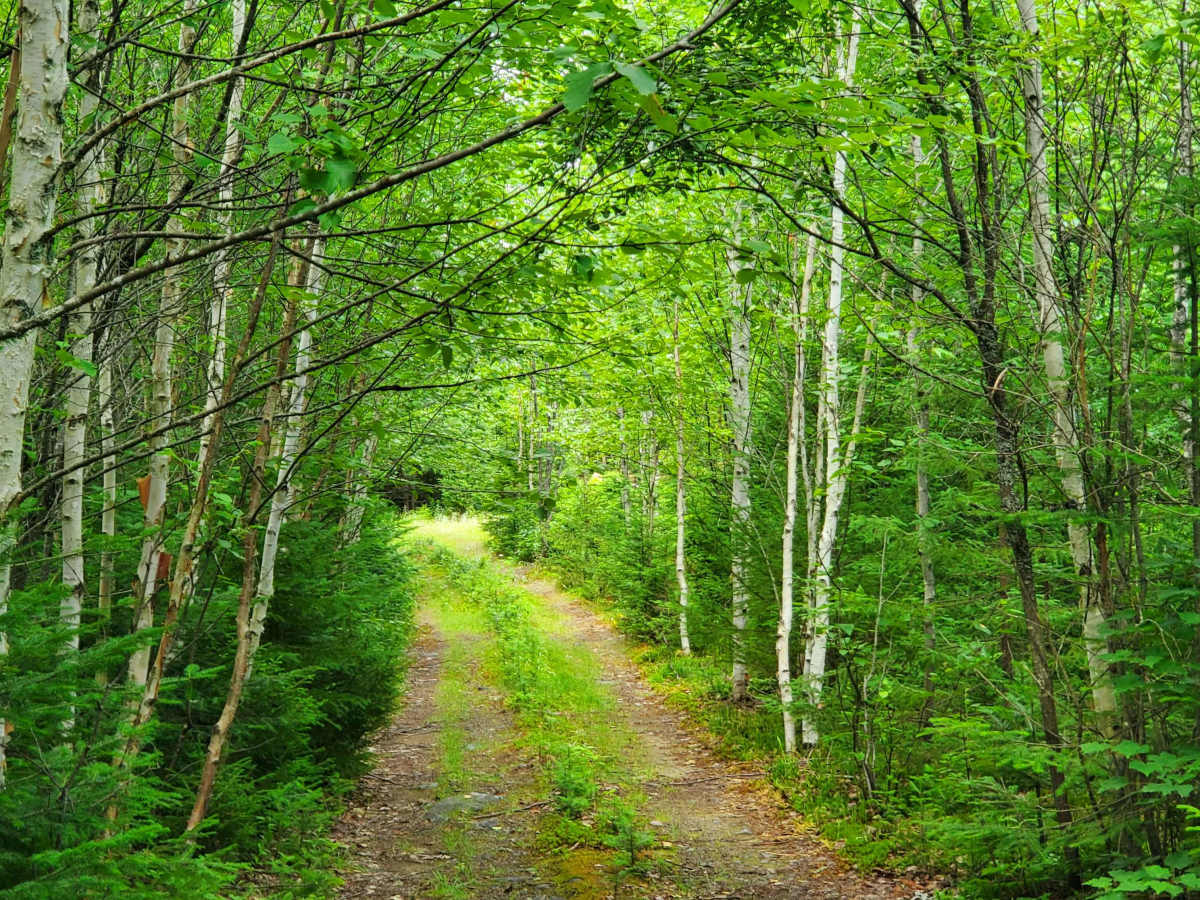 Slapie-Joe trail photo