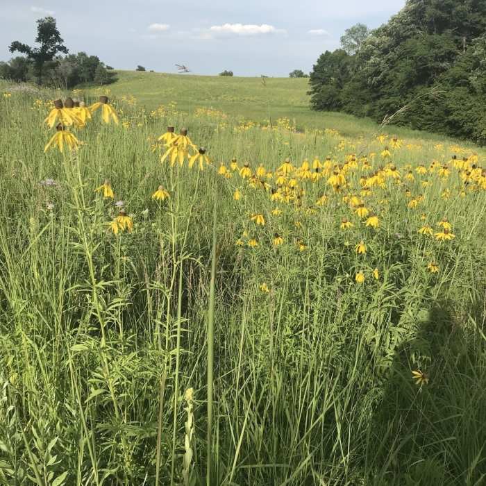 Wildflowers Near Crow Hassan Loop