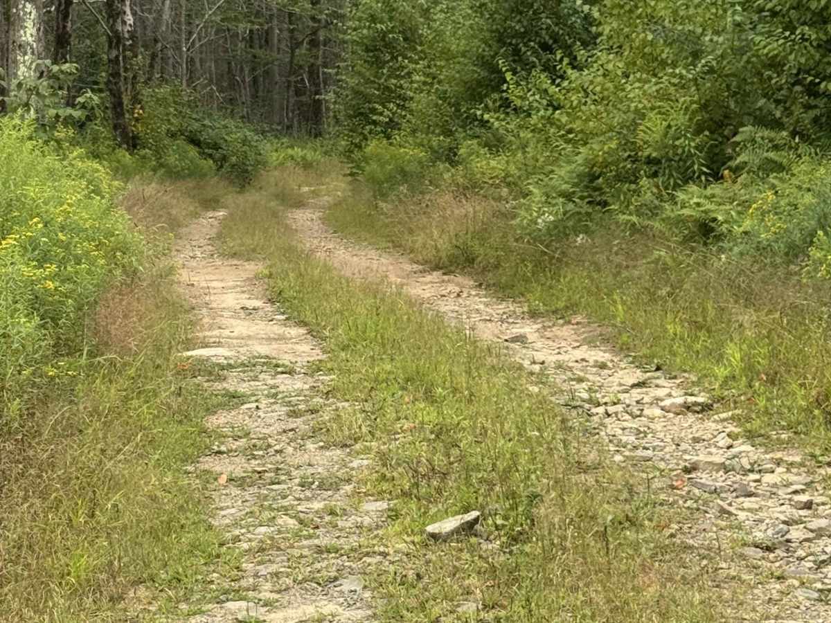 Sprout Point Road photo 4