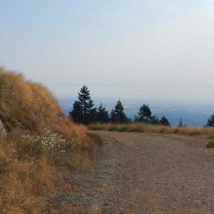 Near Marys Peak via North Ridge Trail