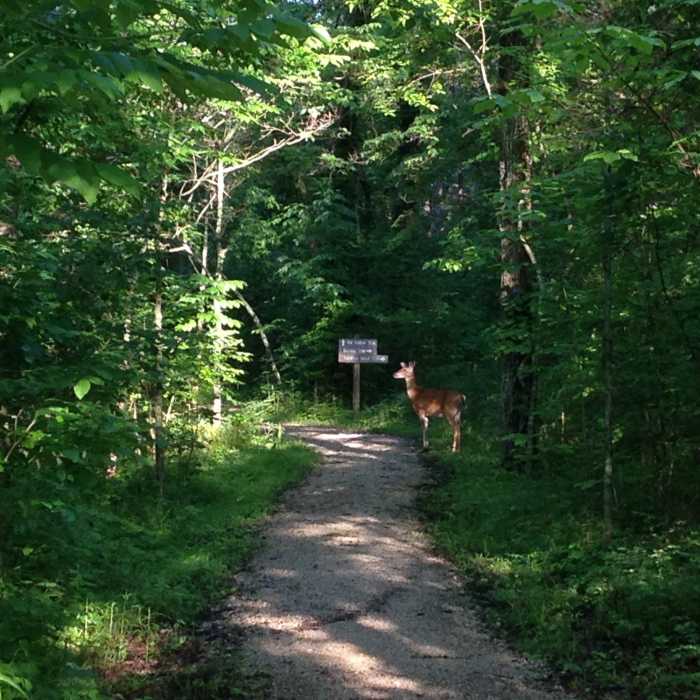 Trail native at the start of the Sal Hollow Trail Near Buffalo Creek - Collie Ridge - Mill Branch Trails