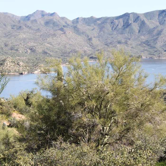 Near Palo Verde Trail