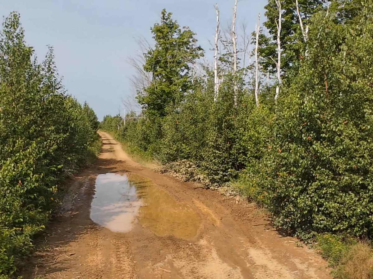 Hardscrabble Clear Cut photo 6