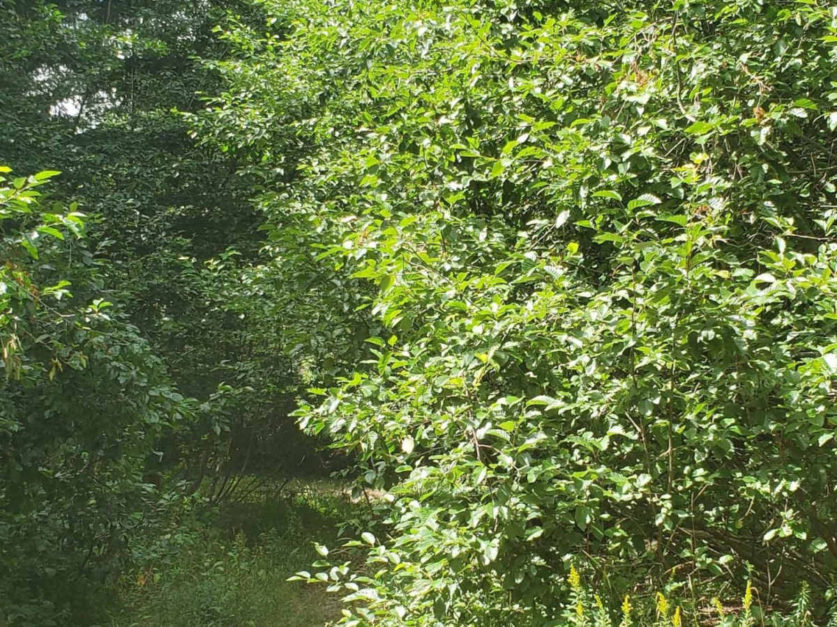 Deep Forest Trail trail photo