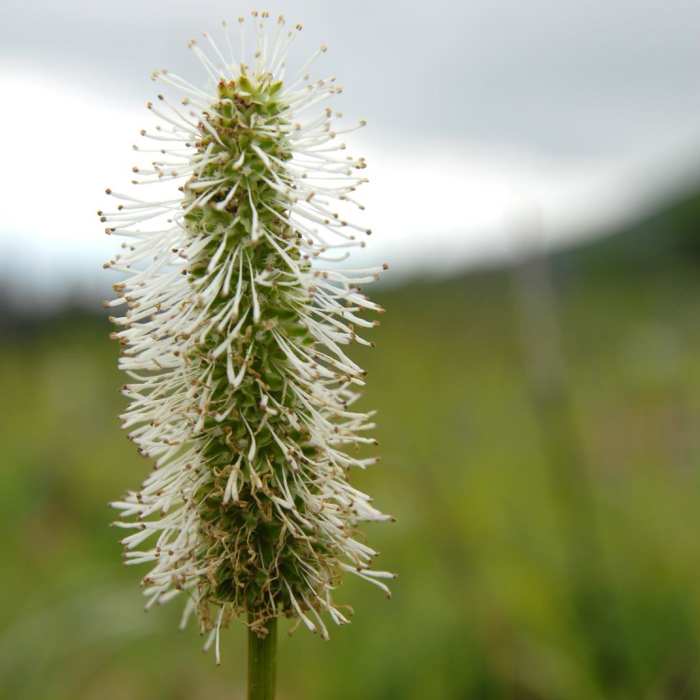 Near Williwaw Lakes + Mount Elliot Scramble