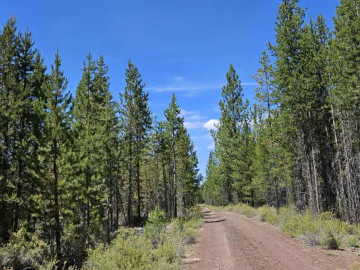 FS 2225100  trail photo
