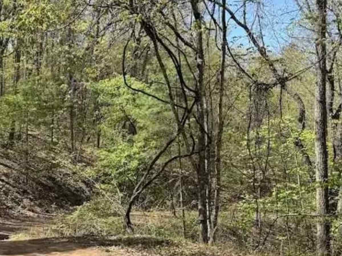 Tom Lee Draft trail photo