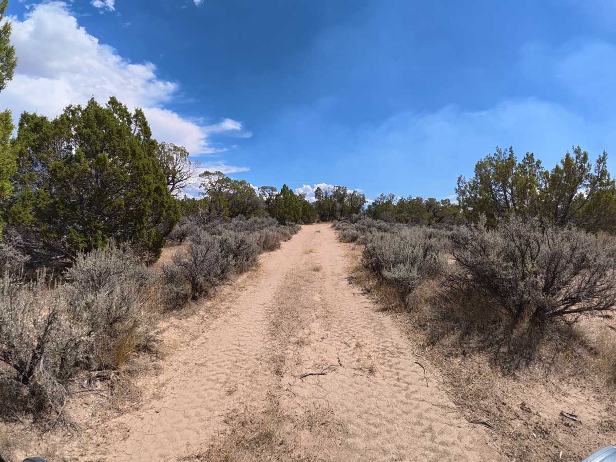BLM 290 photo 5