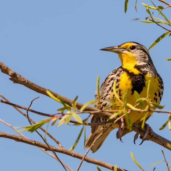 Western Meadowlark Near Seasonal Wetland Loop