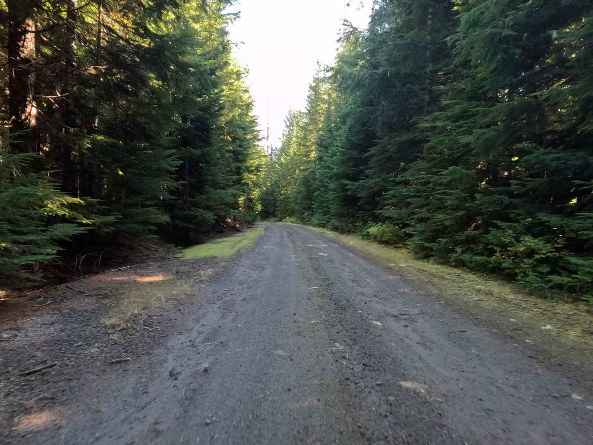 West Pine - FS 8300380 photo 6