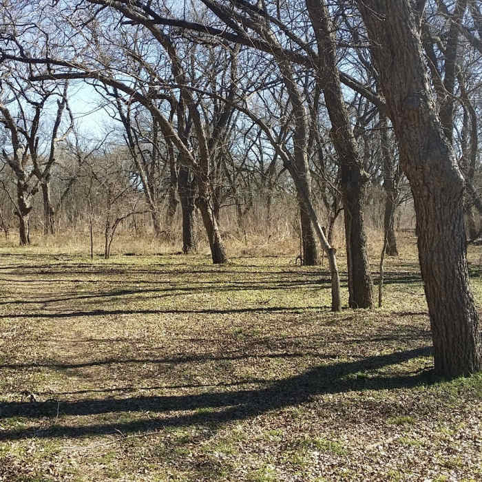 An old-growth pecan stand lives in the meadow. Near Connemara Meadow Nature Preserve