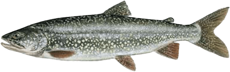 Lake trout