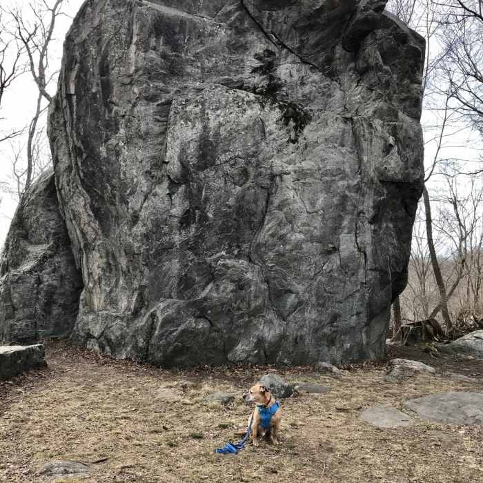 Small dog, very large glacial erratic. Near Nature's Way