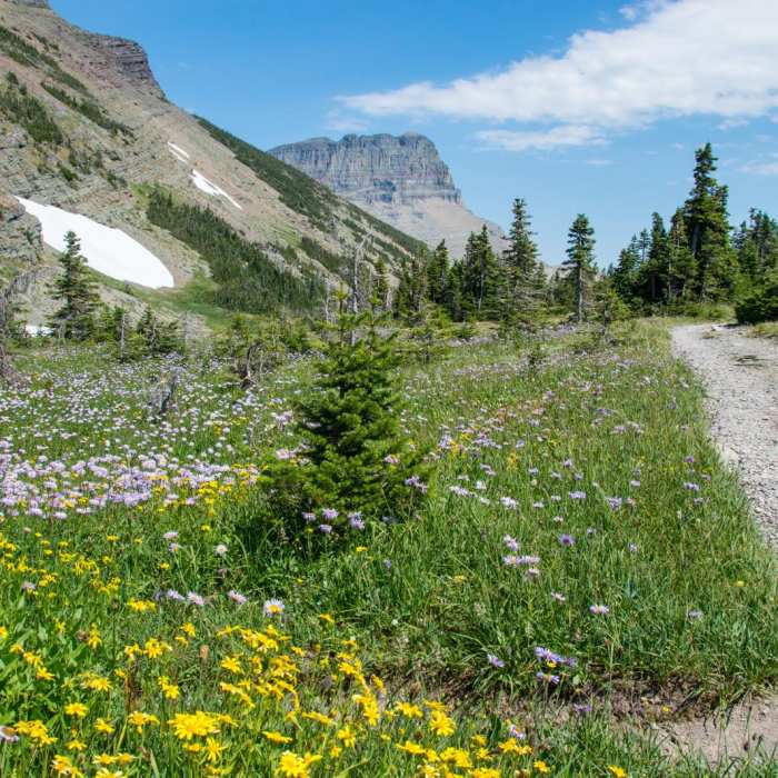 Near Swiftcurrent Pass Trail