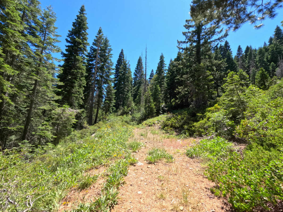 Fir Cap Trail - South Segment - FS 10E22 photo 4