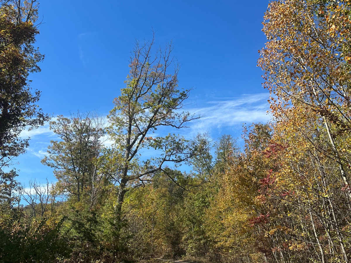 Mertens Mainline  trail photo