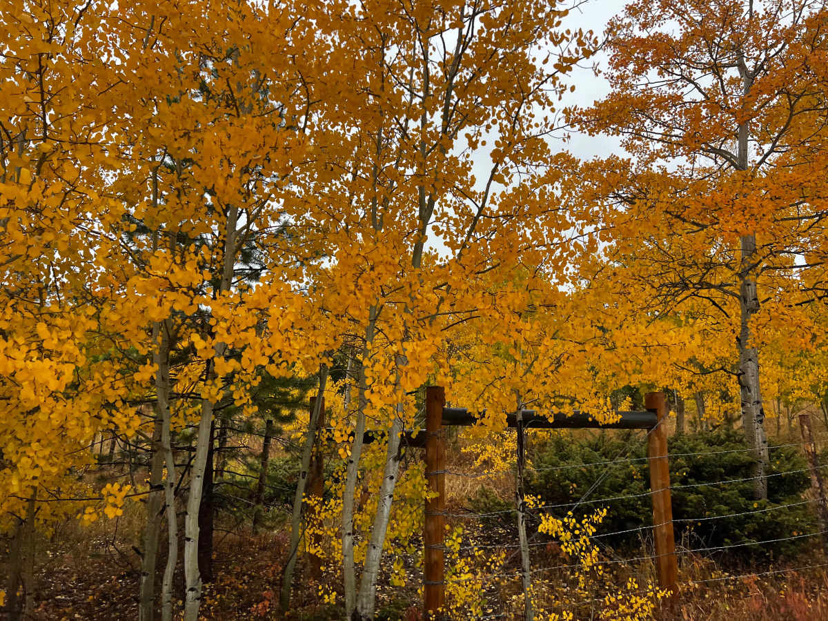 Cottonwood Pass photo 2