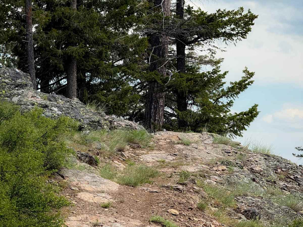 Bingo Bongo - Trail 480  photo 4