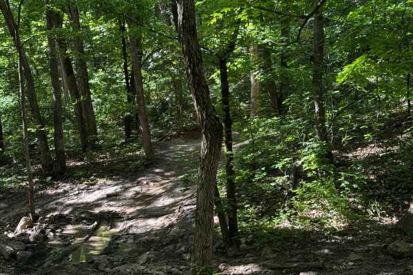 Inner Trail 15