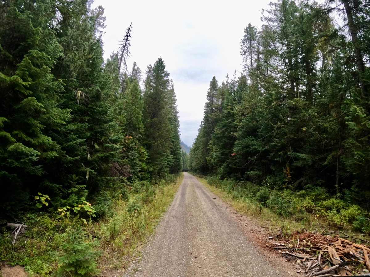 South Fork Little Joe Creek - FS 221 photo 5
