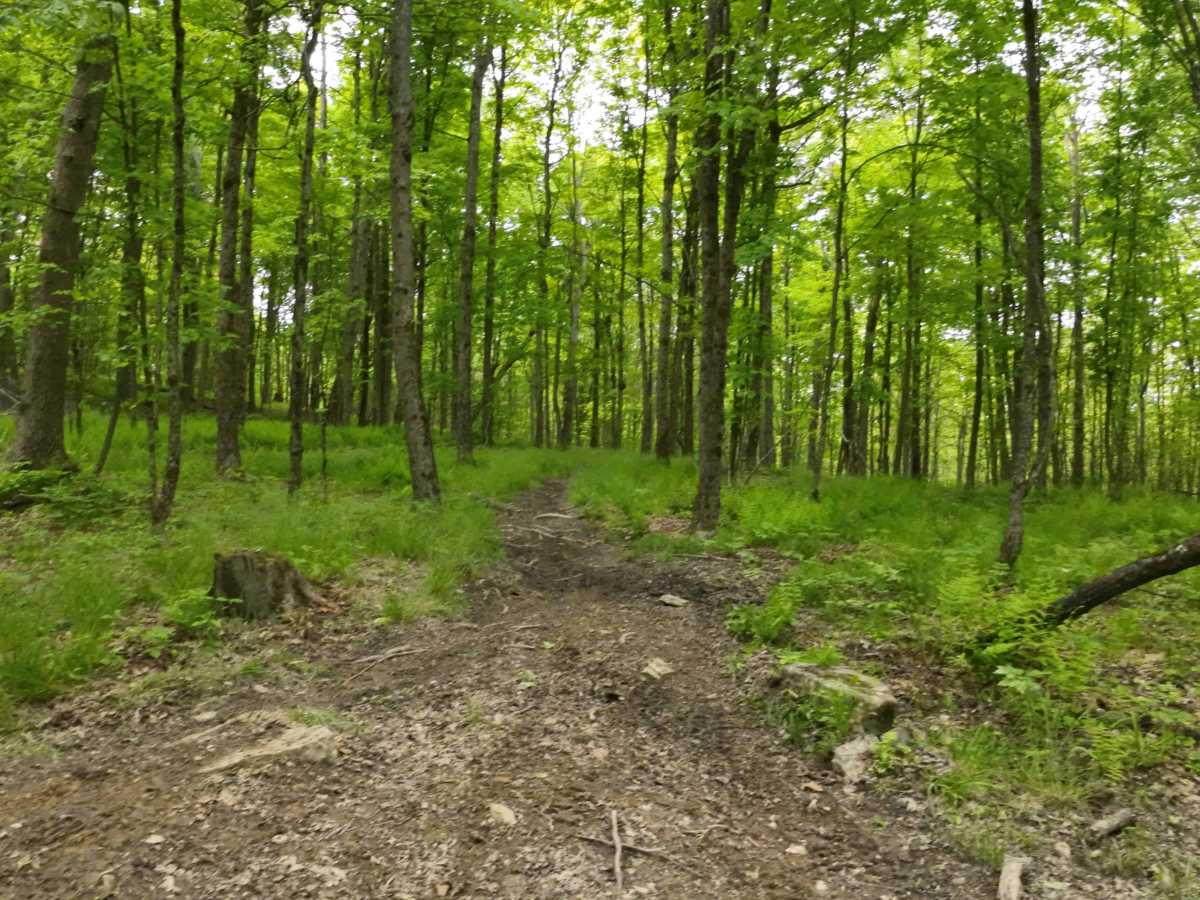 Orange Single Track B4 B5 G9 photo 6