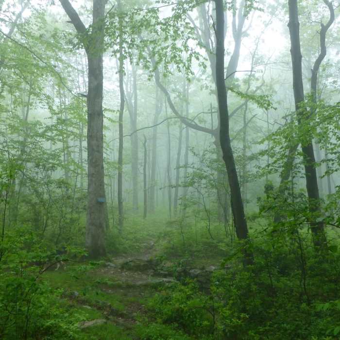 Near Sand Spring Loop