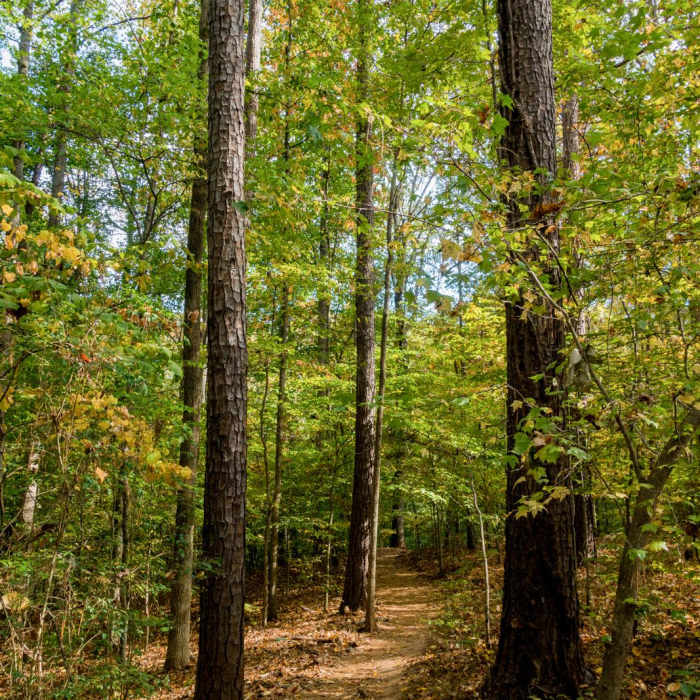 Near Gold Branch Trail Near Gold Branch Trail