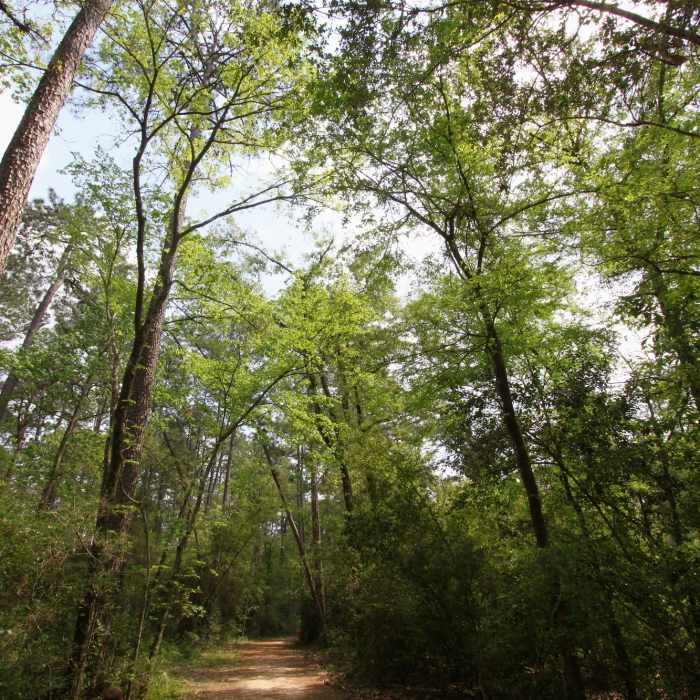 Tall trees line the Outer Loop. Near Houston Arboretum Walking Loop