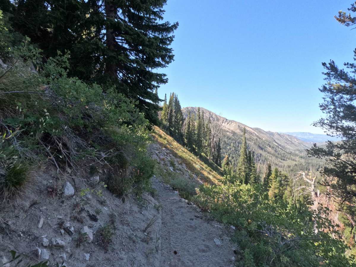 Bear-Willow Connector - FS 7197 photo 5