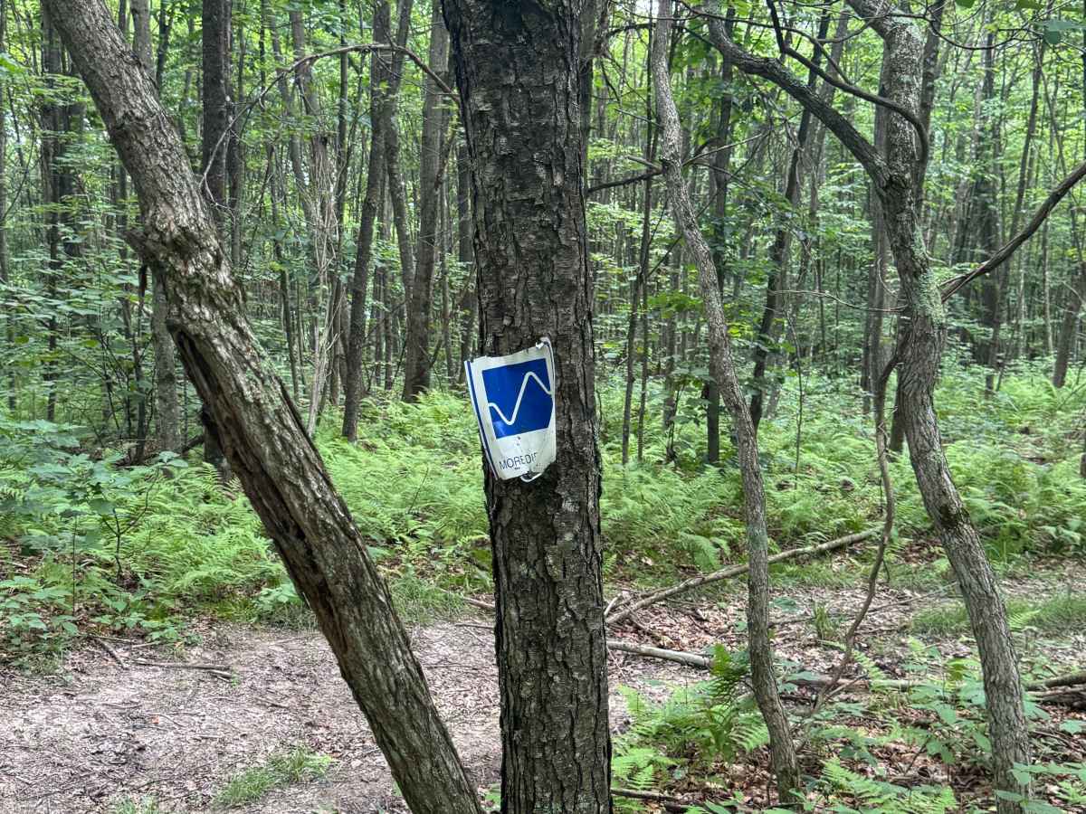 Trail 85 photo 2