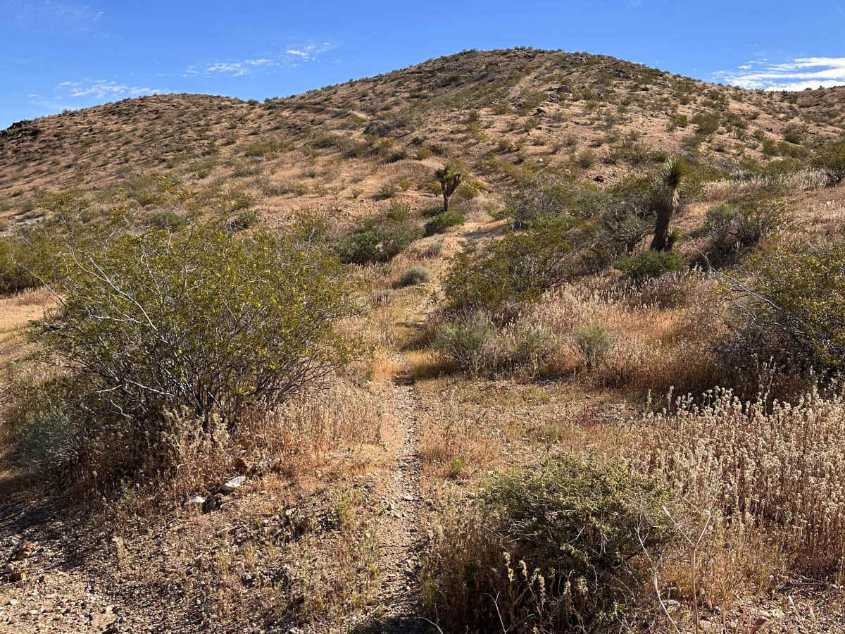 Lost Prospector photo 2