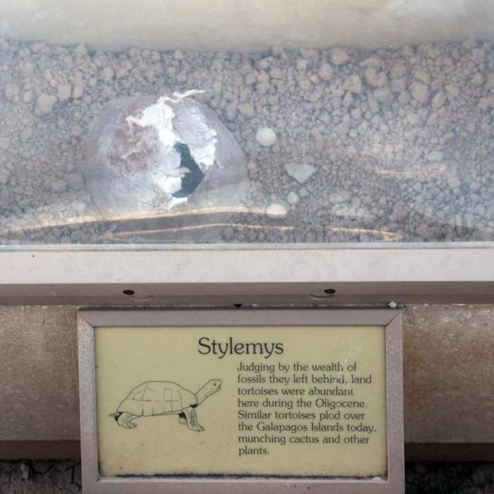 Near Fossil Exhibit Trail Near Fossil Exhibit Trail