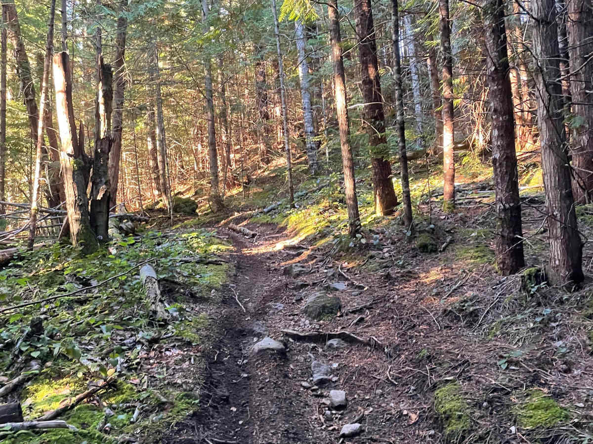 Deep Woods - Skidder Connector photo 2