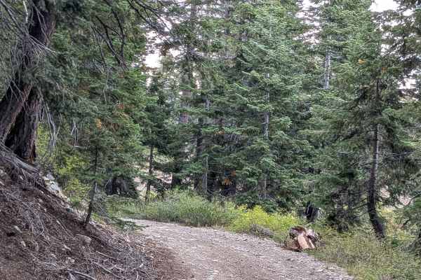 Cow Camp Creek Road