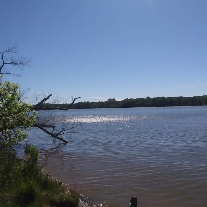 Harris Lake. Near Peninsula Loop