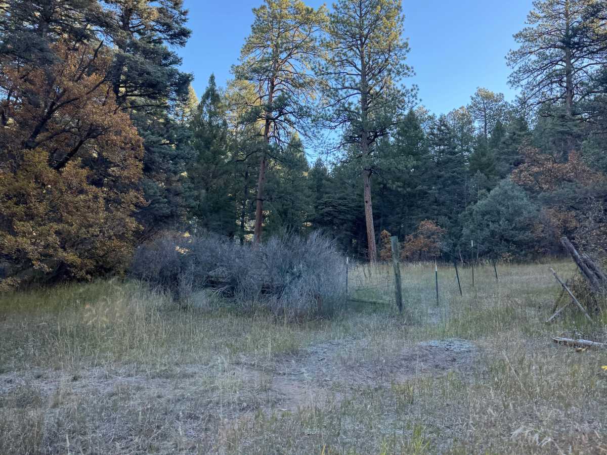 Capulin Forest Road photo 4