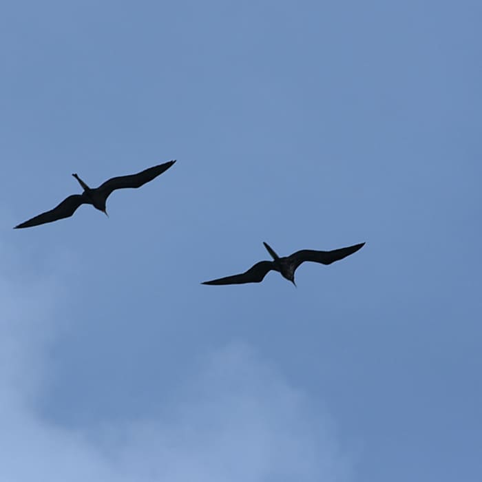 Frigate Birds Near Christian Point Trail